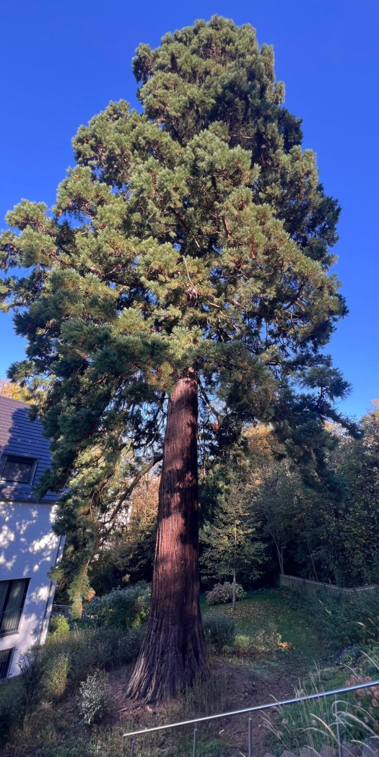 Mammutbaum am Teehaus